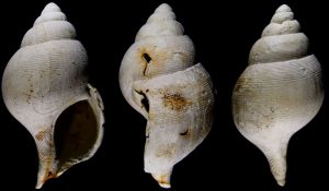 Atractodon elegans Westerschelde