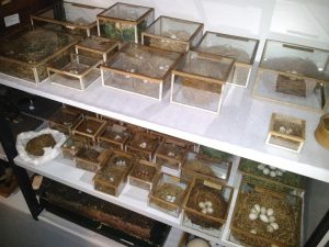 Deel eierencollectie