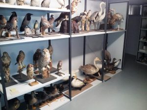 Deel vogelcollectie
