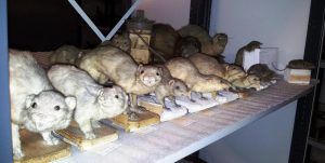 Deel zoogdierencollectie