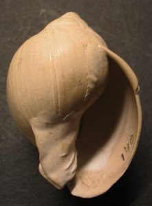 Semicassis (Phalium) miolaevigatum Westerschelde