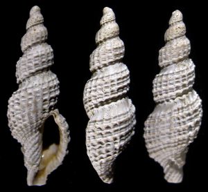 Raphitoma antonjanseni Kaloot