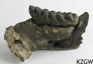 Anancus arvernensis, onderkaakskies van een mastodont.